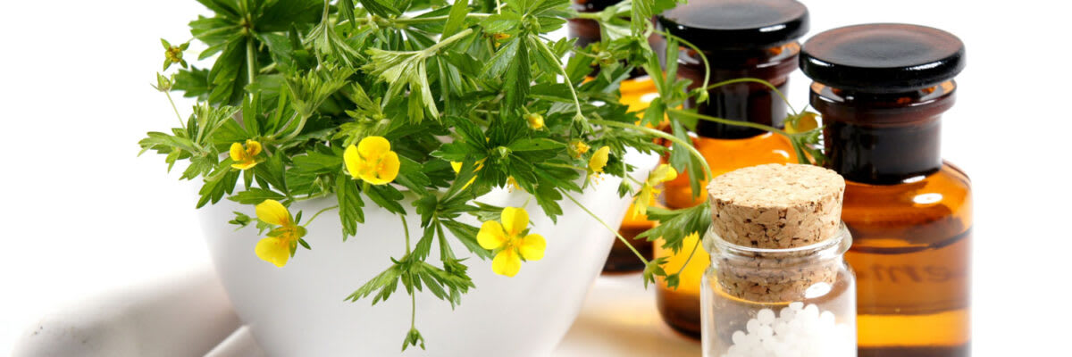 Blutwurz_Titelbild_1500