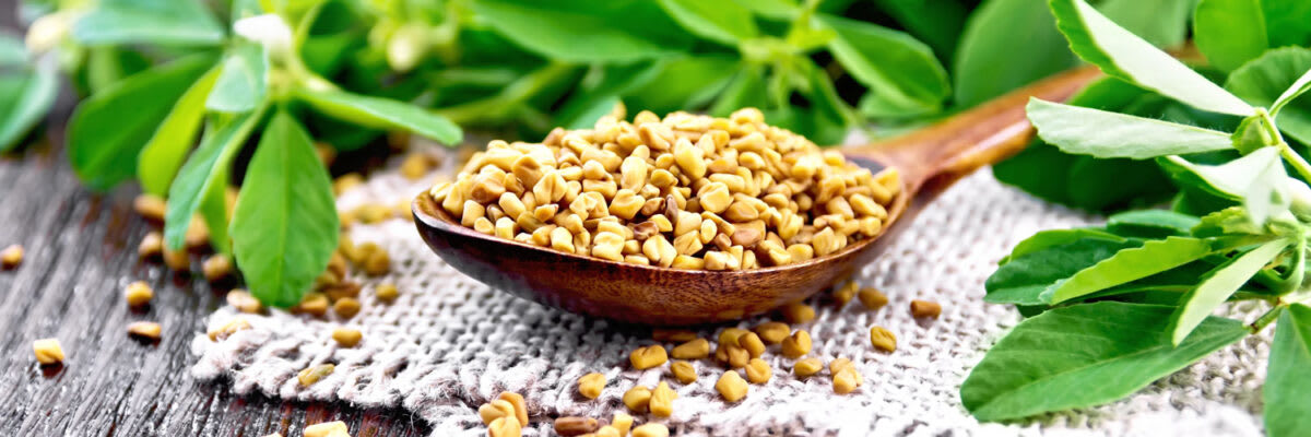 Bockshornklee_Titelbild_1500