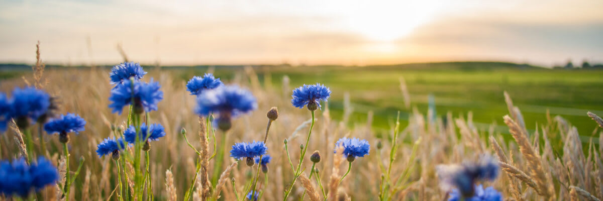 Kornblume_Titel_1500