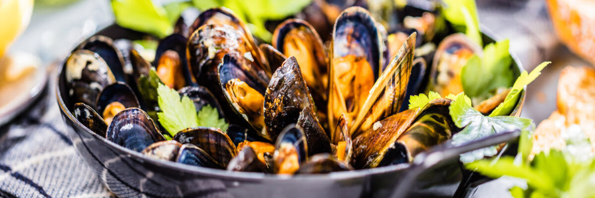 Muscheln Header 1500x500