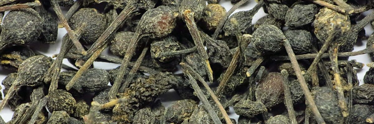 Urwaldpfeffer Header 600