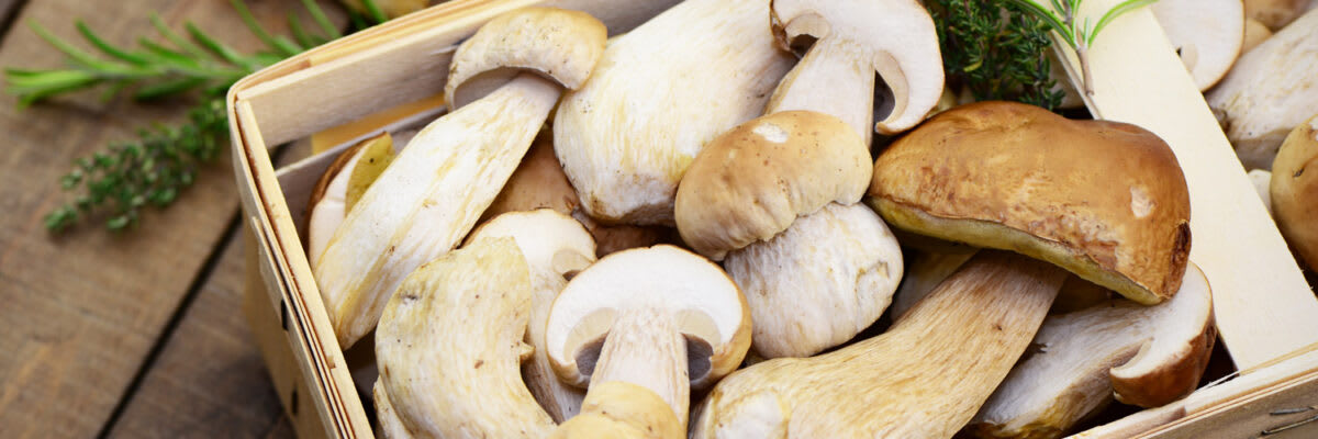 Wald sammeln 1500x500