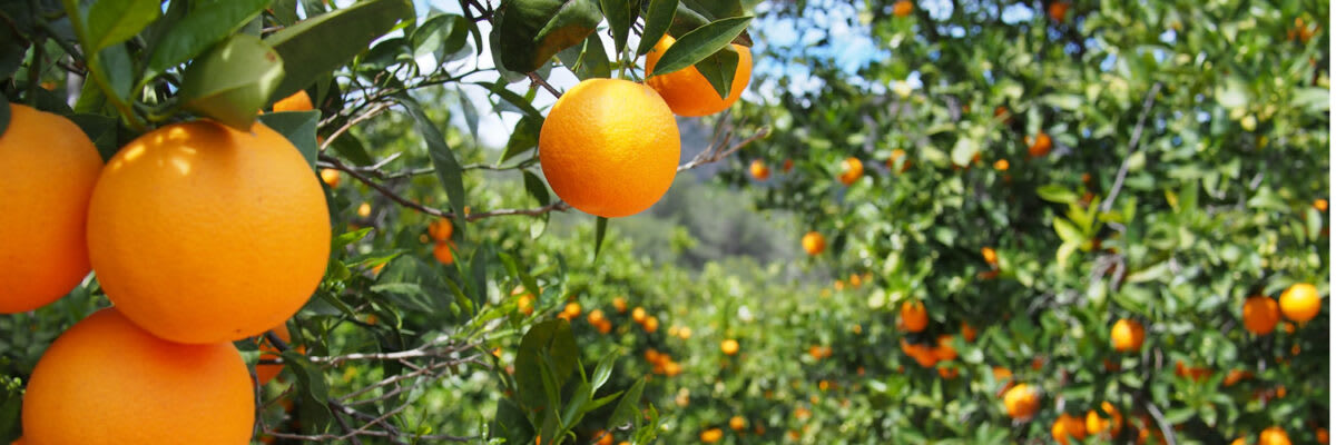 Orangenblüten-Header1500