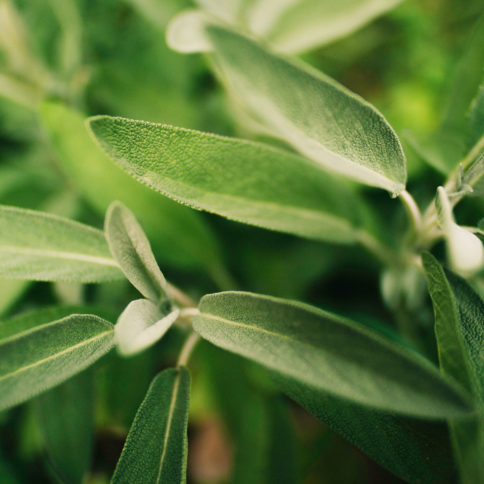 Salbei geschnitten (500g)