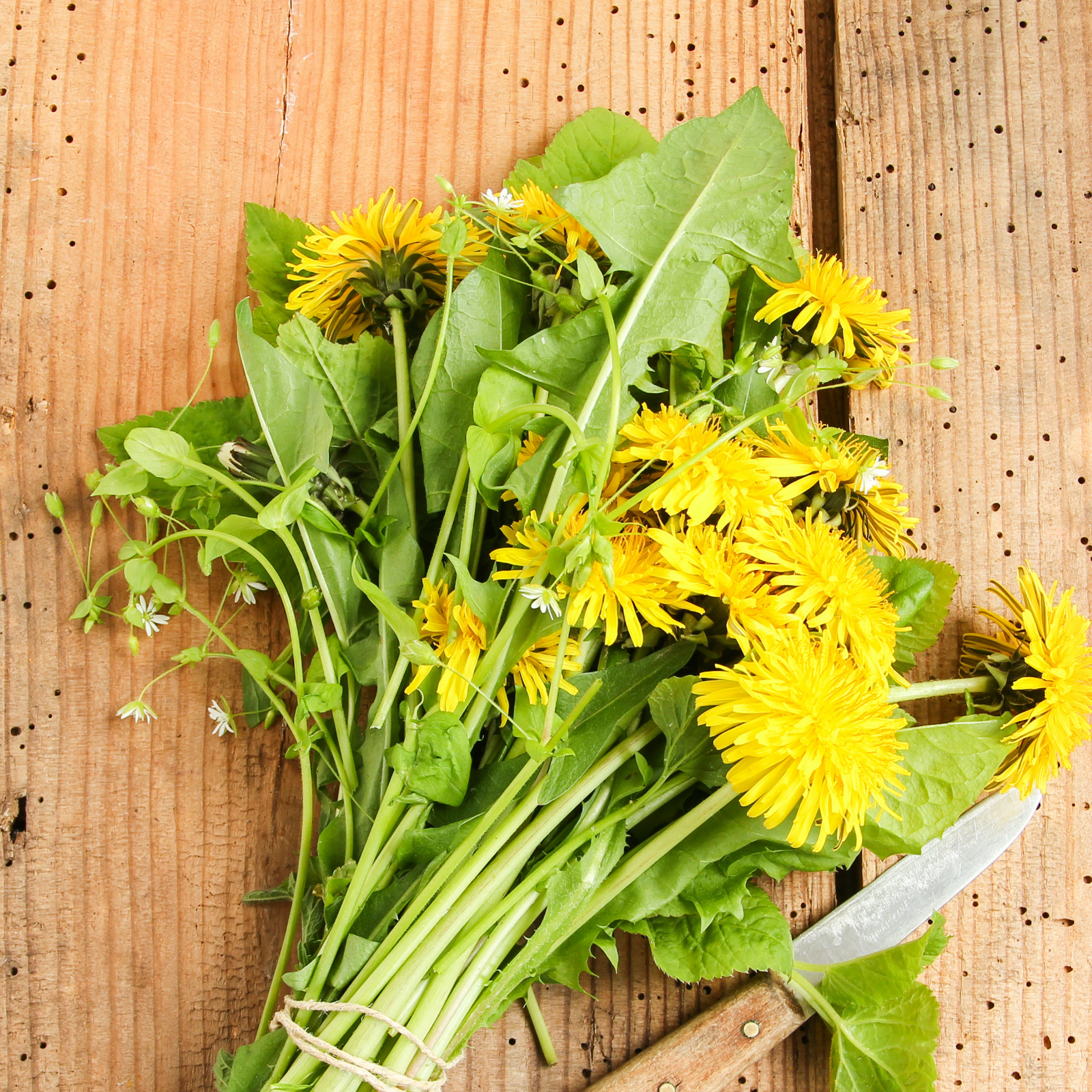 Löwenzahnwurzel Pulver Bio (500g)