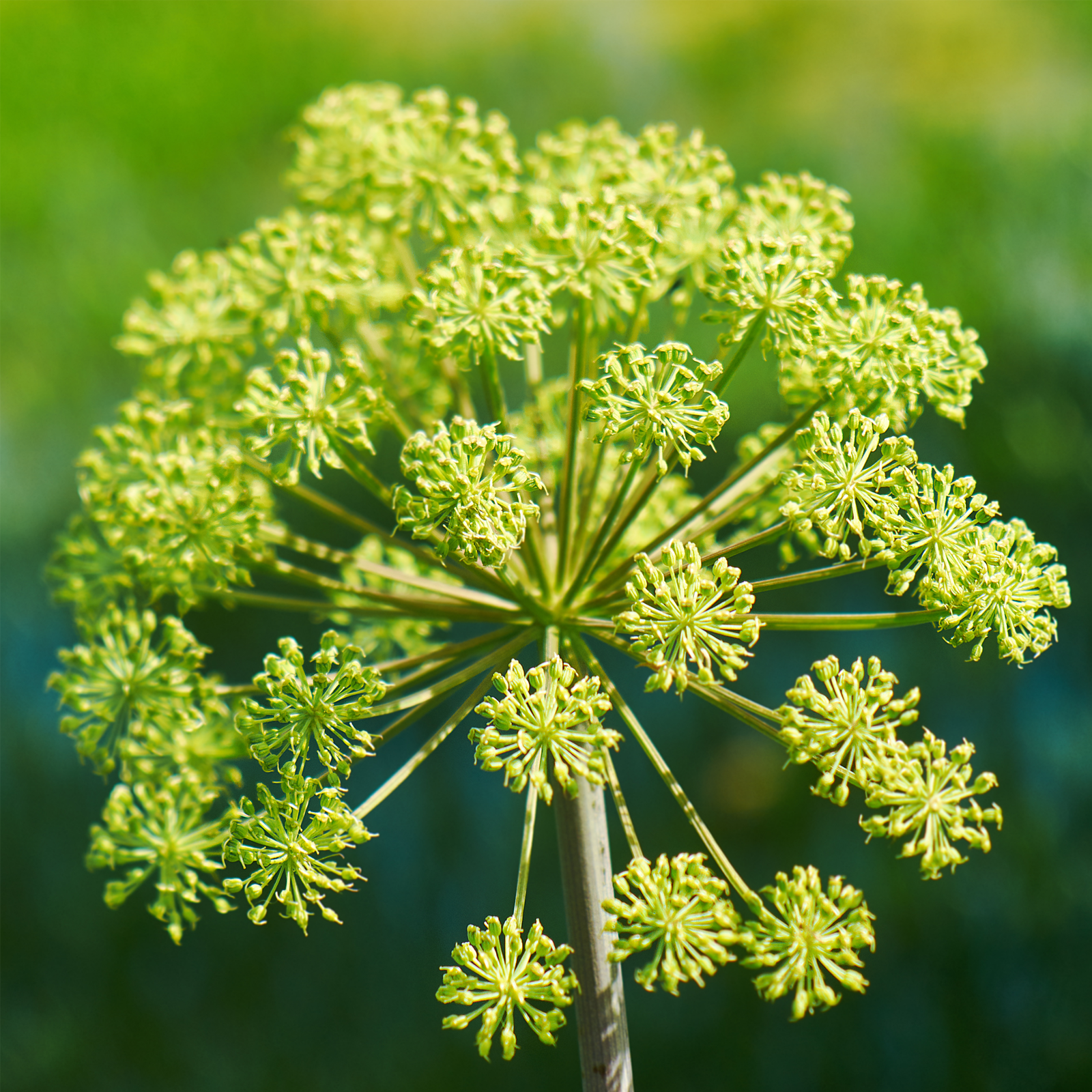 Angelikawurzel geschnitten (100g)