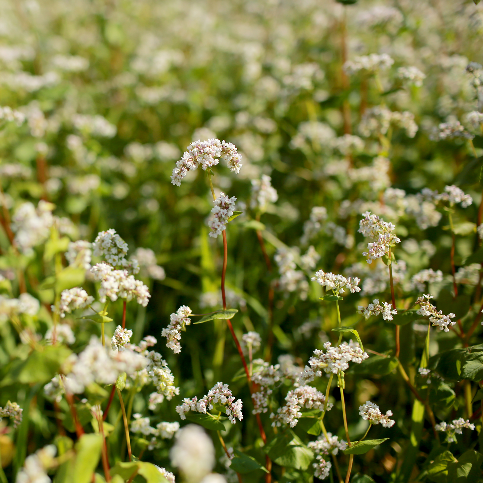 Buchweizenkraut geschnitten Bio (250g)