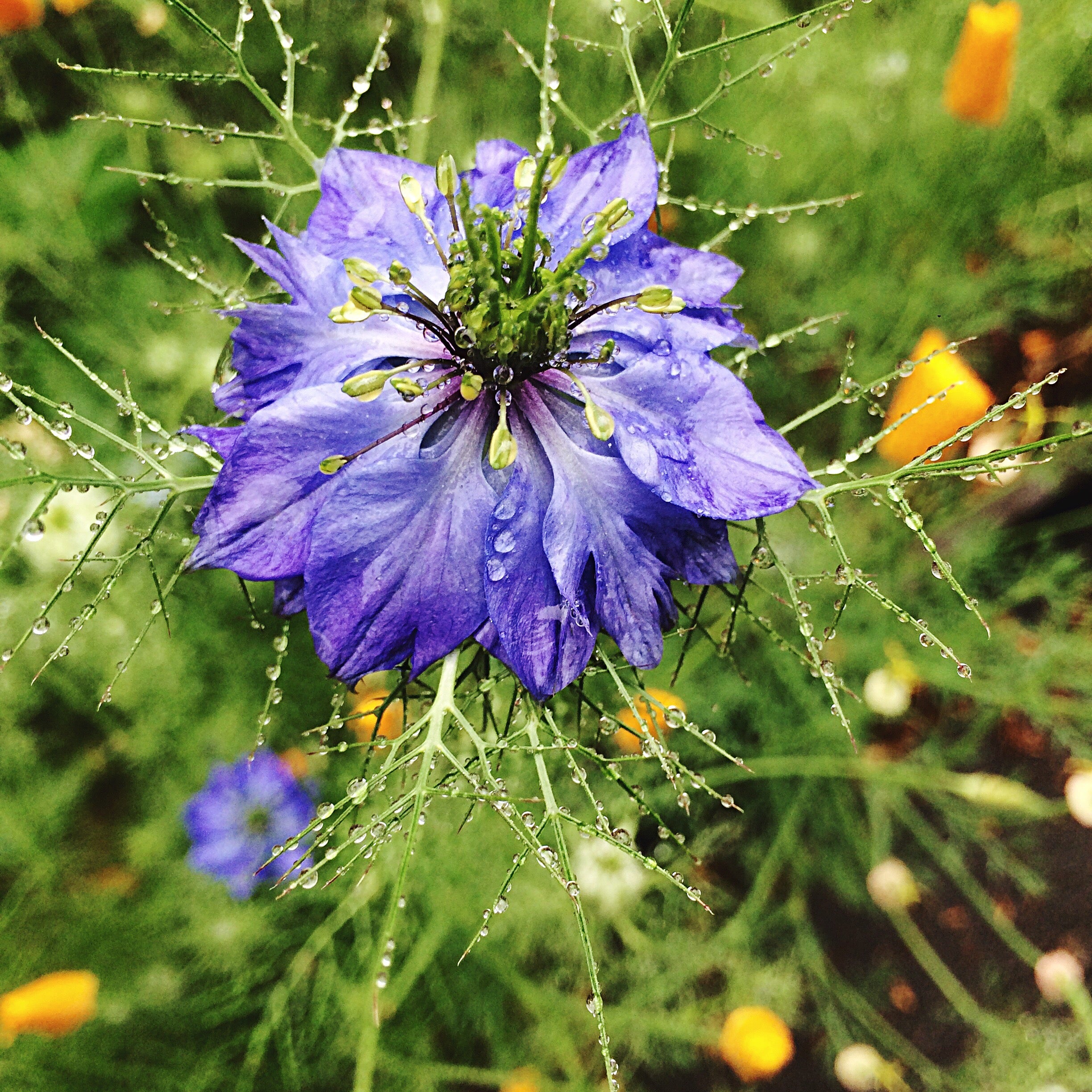 Schwarzkümmel ganz (100g)