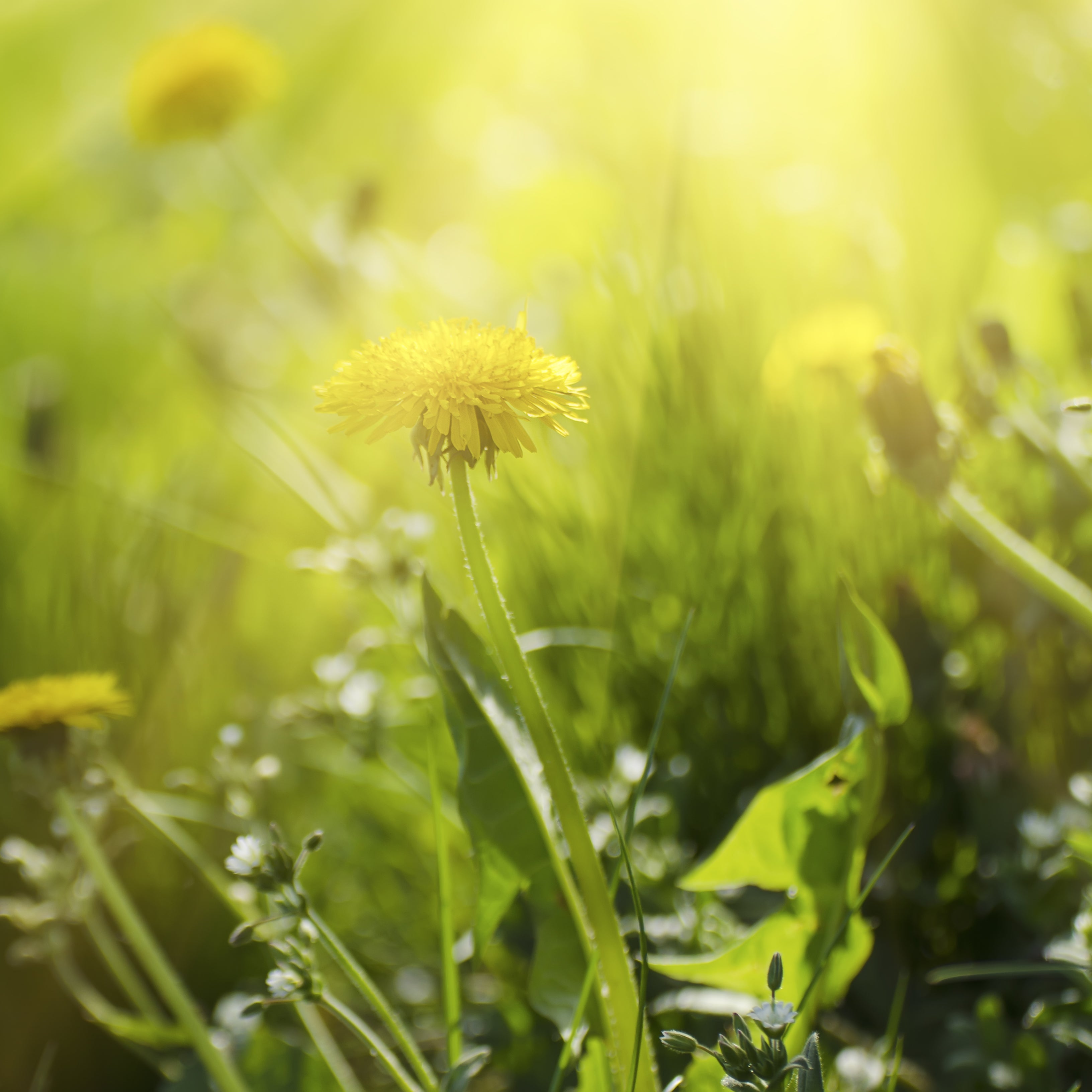 Löwenzahnblätter geschnitten (500g)