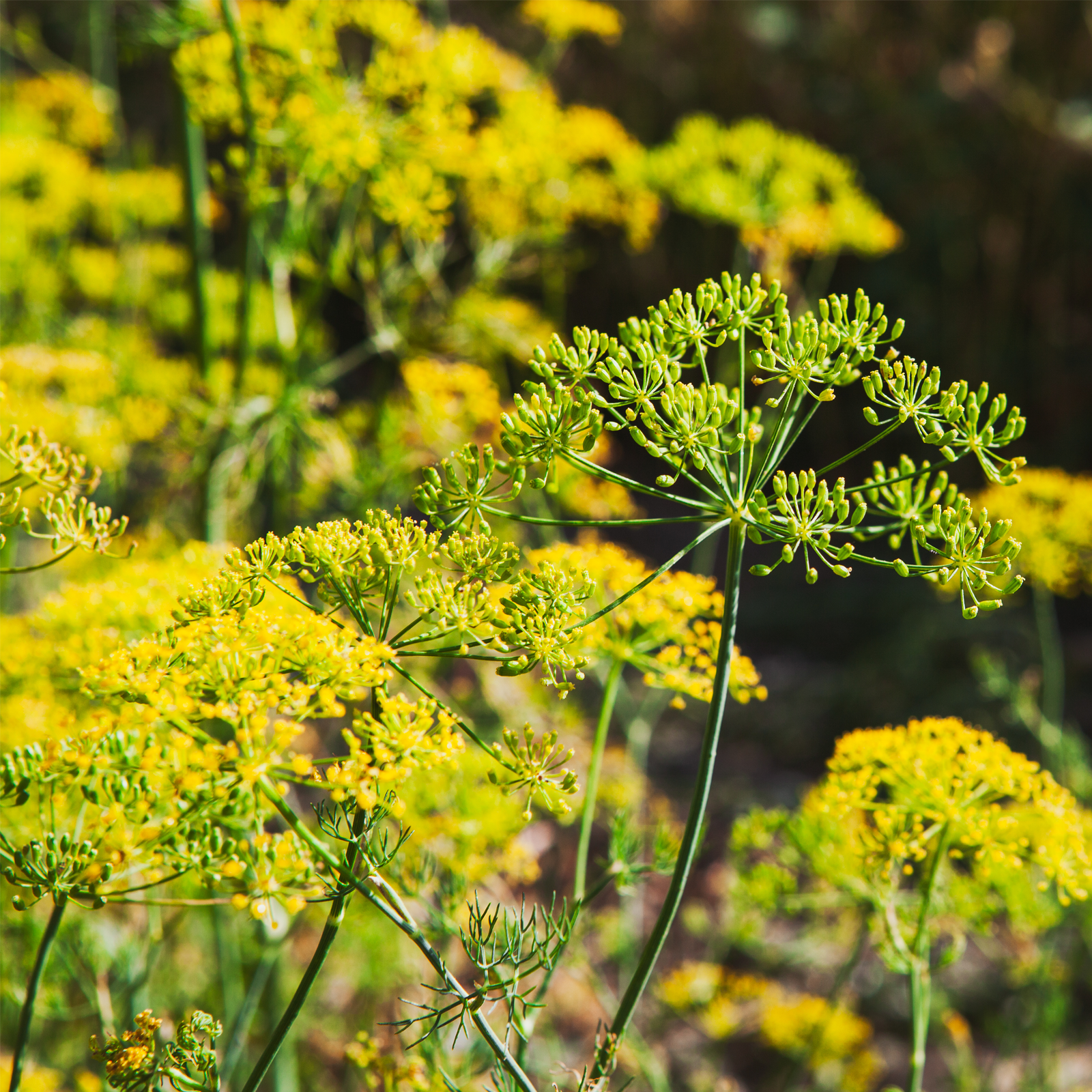 Fenchelsamen ganz Bio (250g)