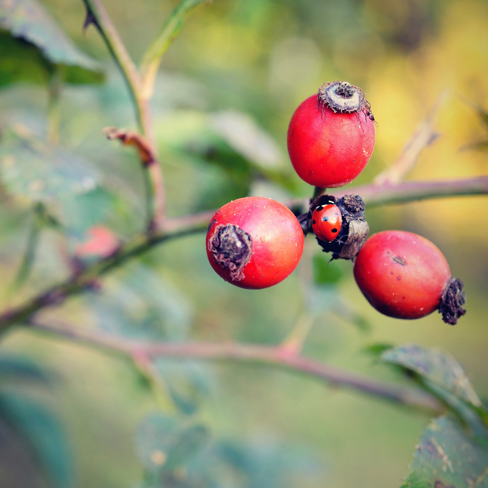 Hagebuttentee Bio (250g)