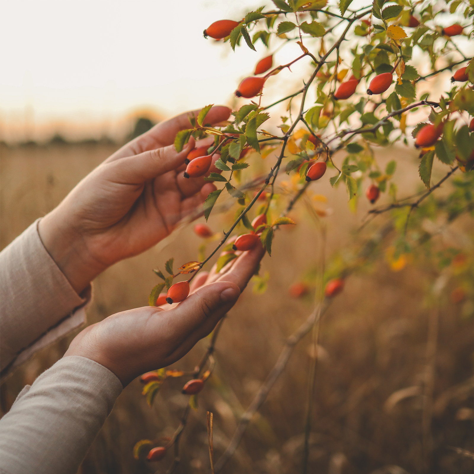 Hagebutten ganz (1000g)