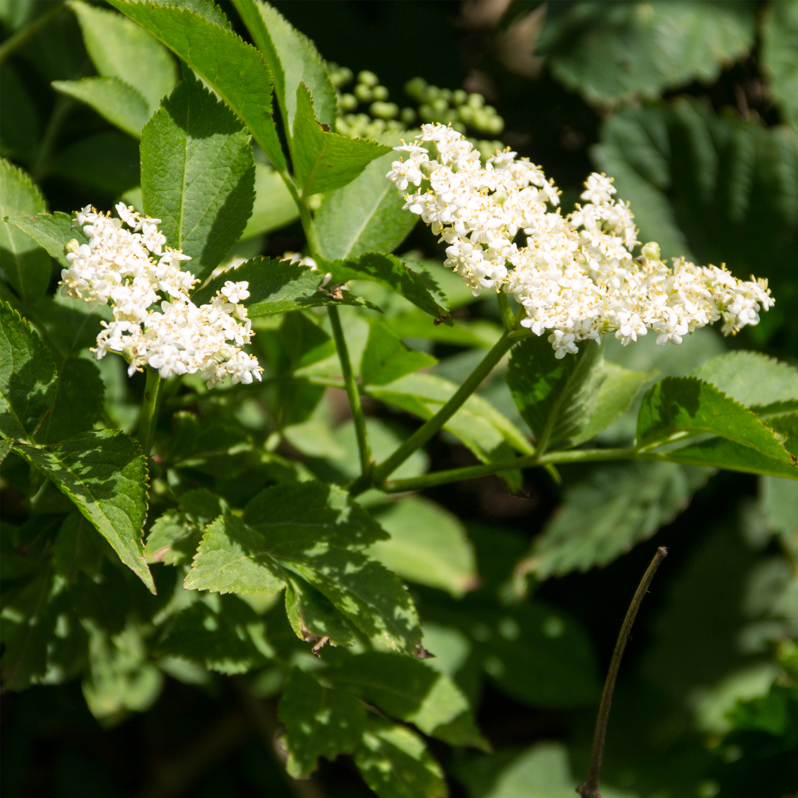 Holunderblüten geschnitten (500g)