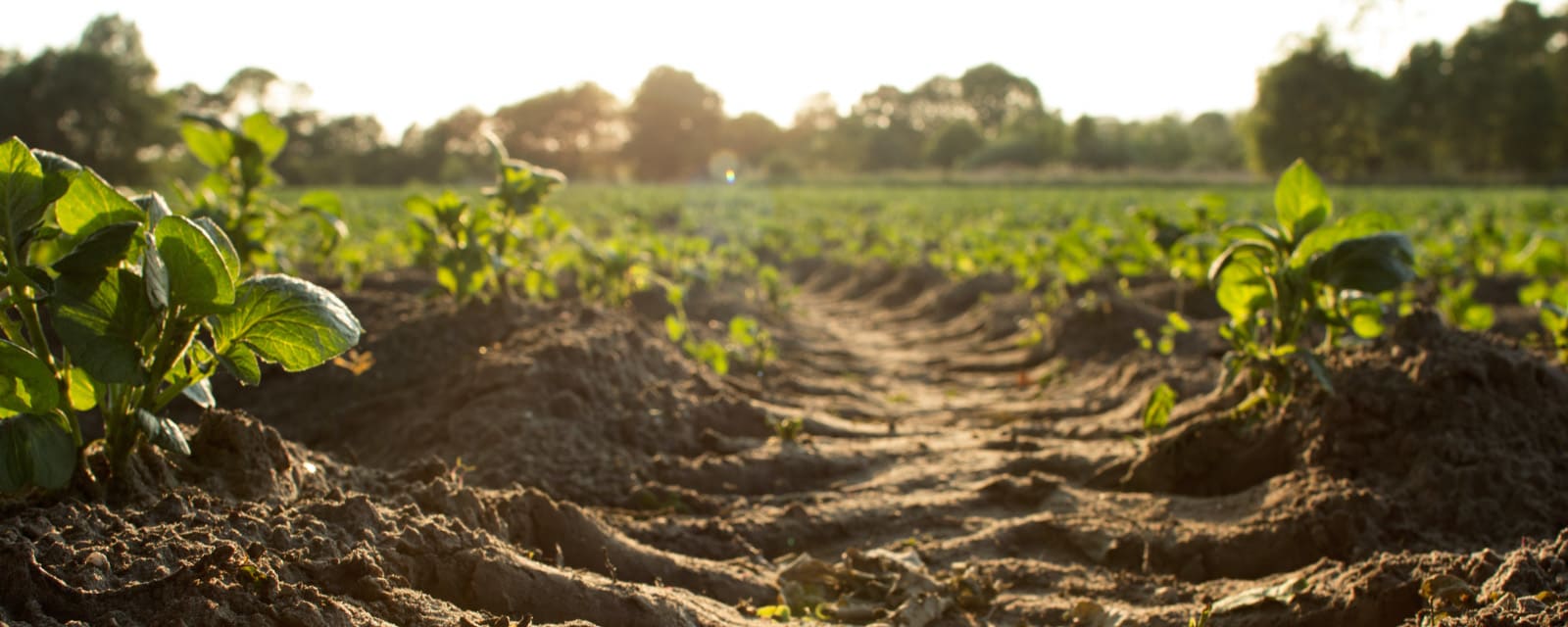 https___vom-achterhof.blog.vitafy.de_wp-content_uploads_sites_12_2021_12_Nachhaltigkeit_Regionalitaet_1600x640.jpg__PID:c50e6ebf-9a2b-4451-89f8-616f6671d5a6