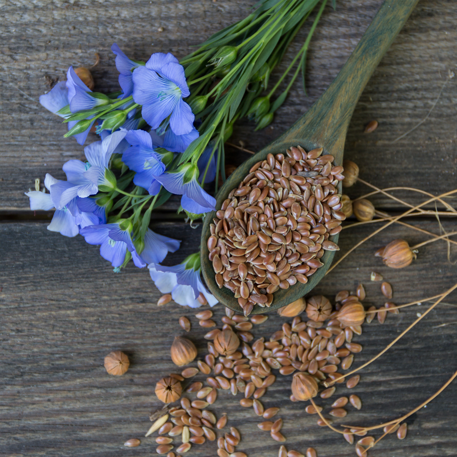 Leinsaat braun (1000g)