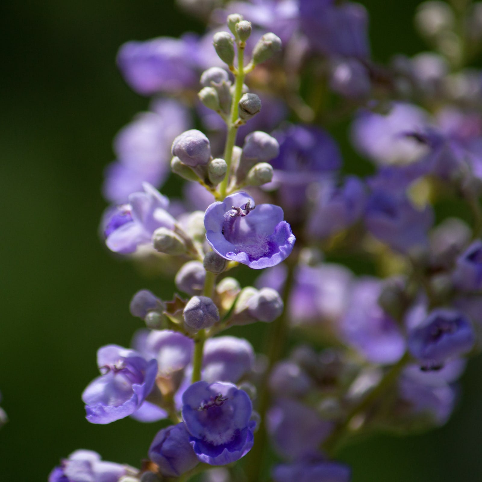 Mönchspfeffer ganz Bio (250g)