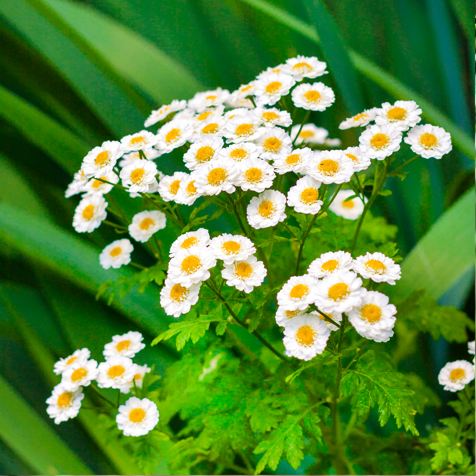 Mutterkraut geschnitten (100g)