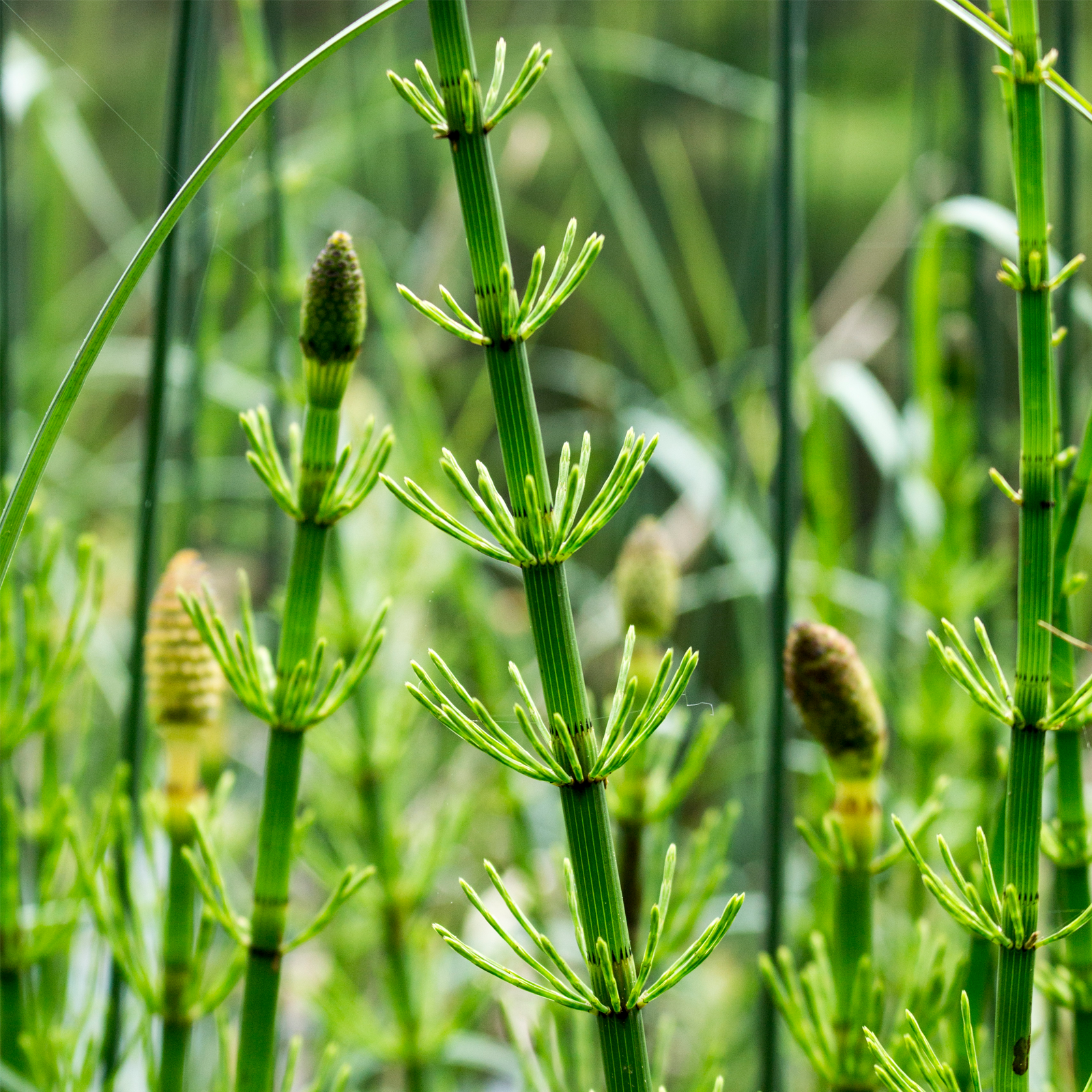 Schachtelhalmkraut geschnitten (500g)