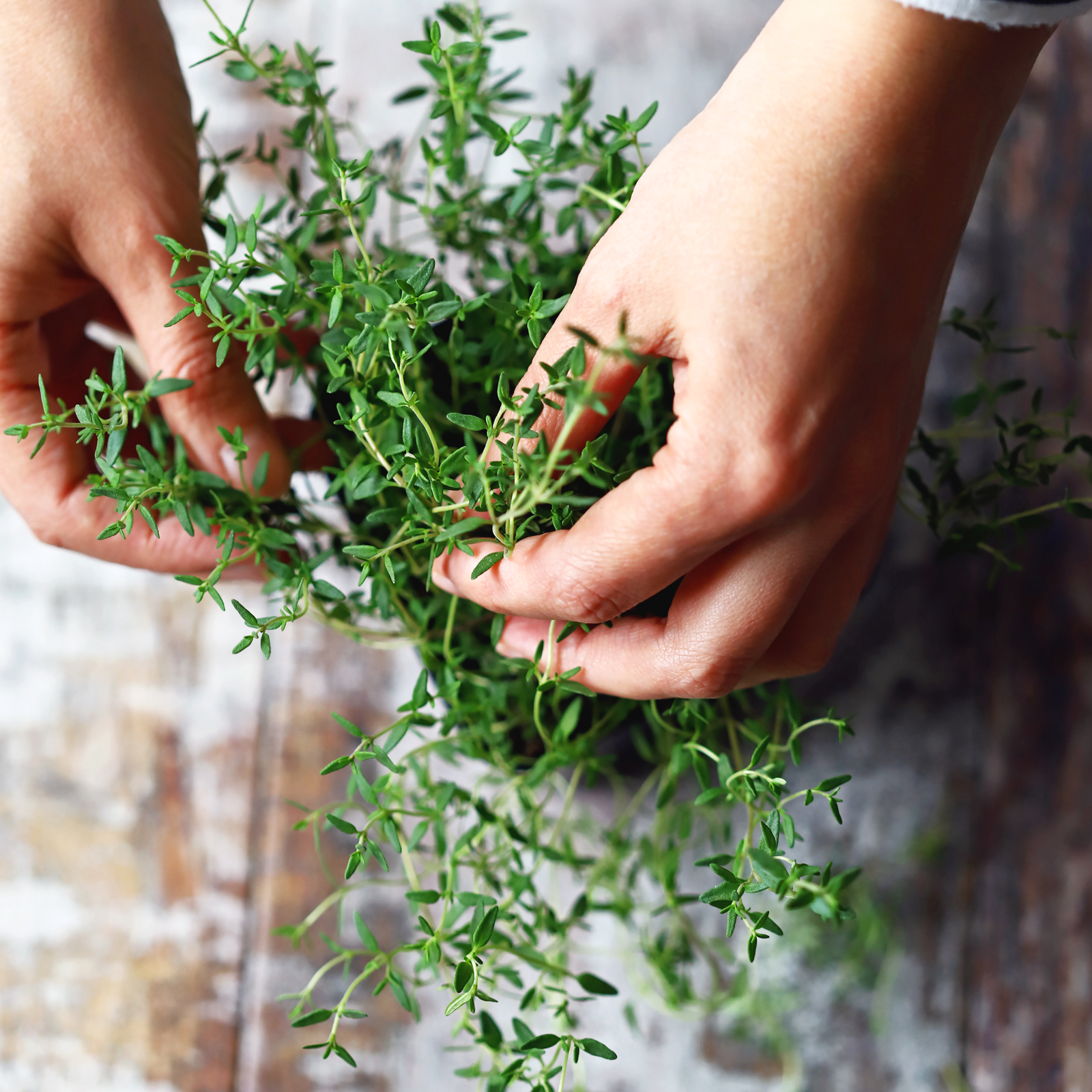 Thymian geschnitten (100g)