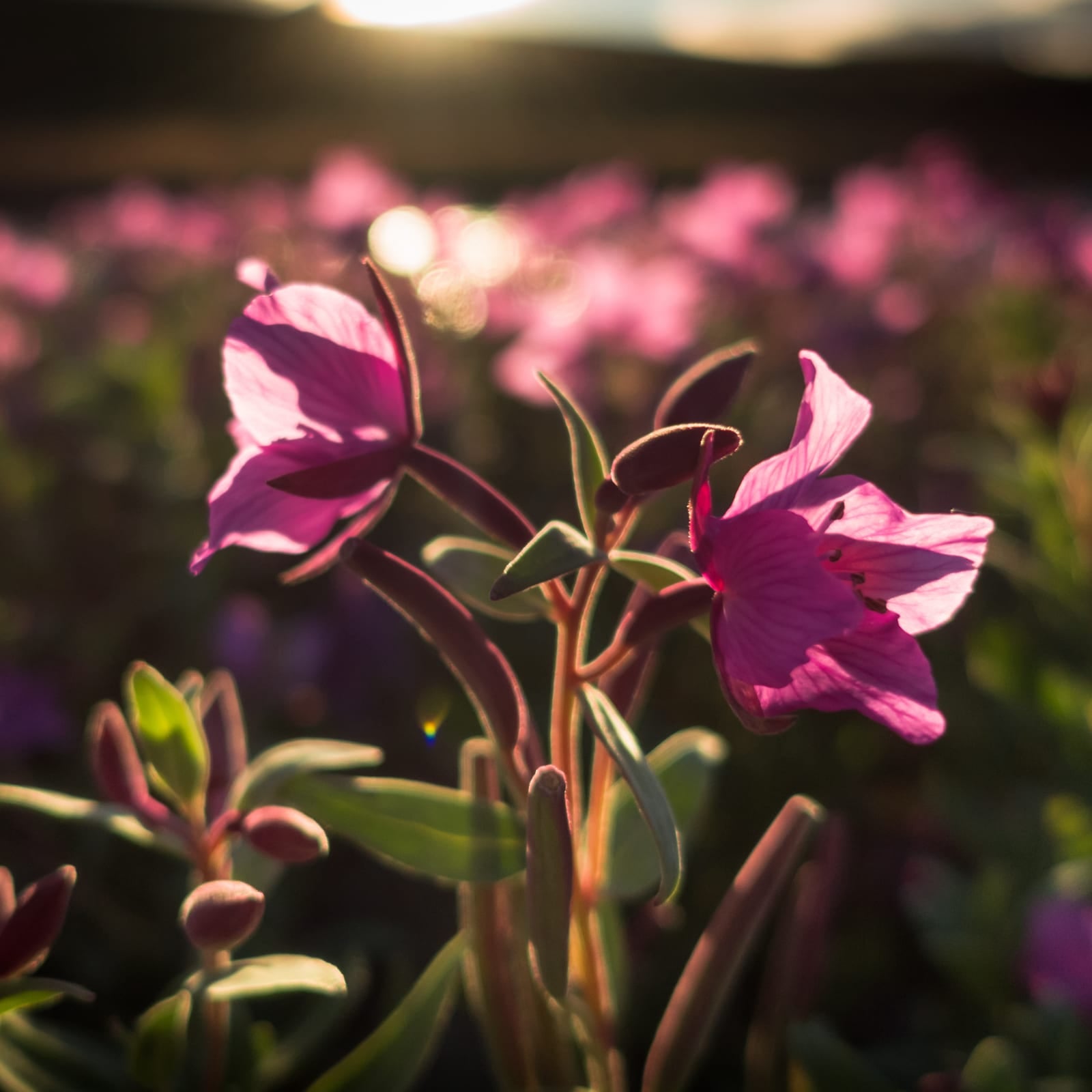 Weidenröschen kleinblütig geschnitten (500g)