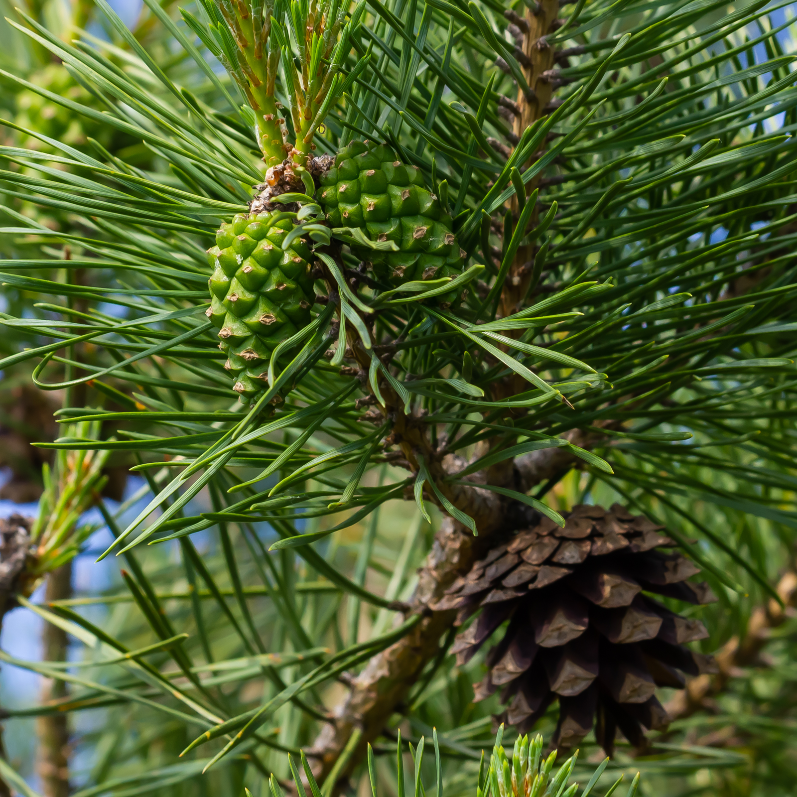 Zedernkerne geschält Bio (100g)