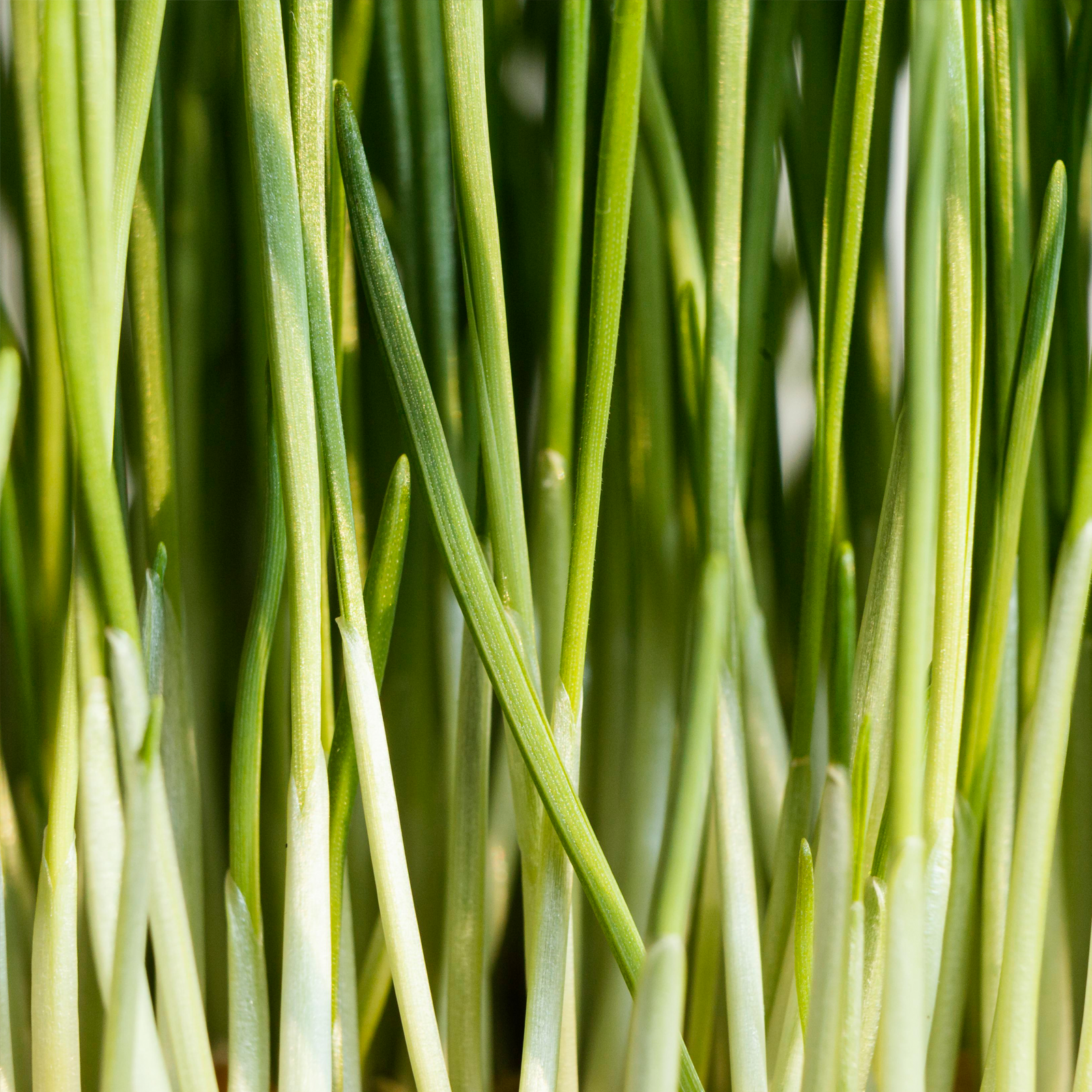 Zitronengras geschnitten Bio (100g)