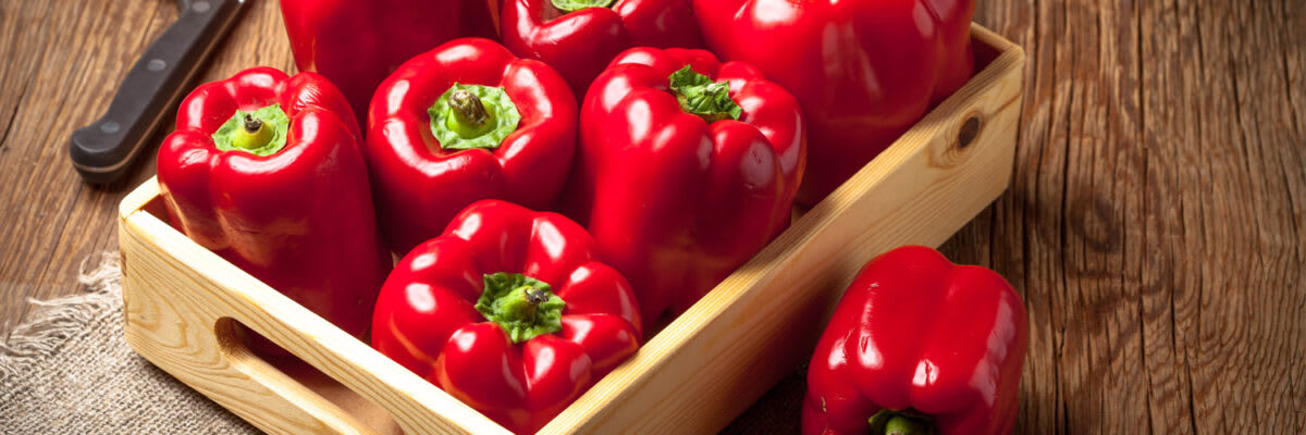 Paprika Header 1500x500