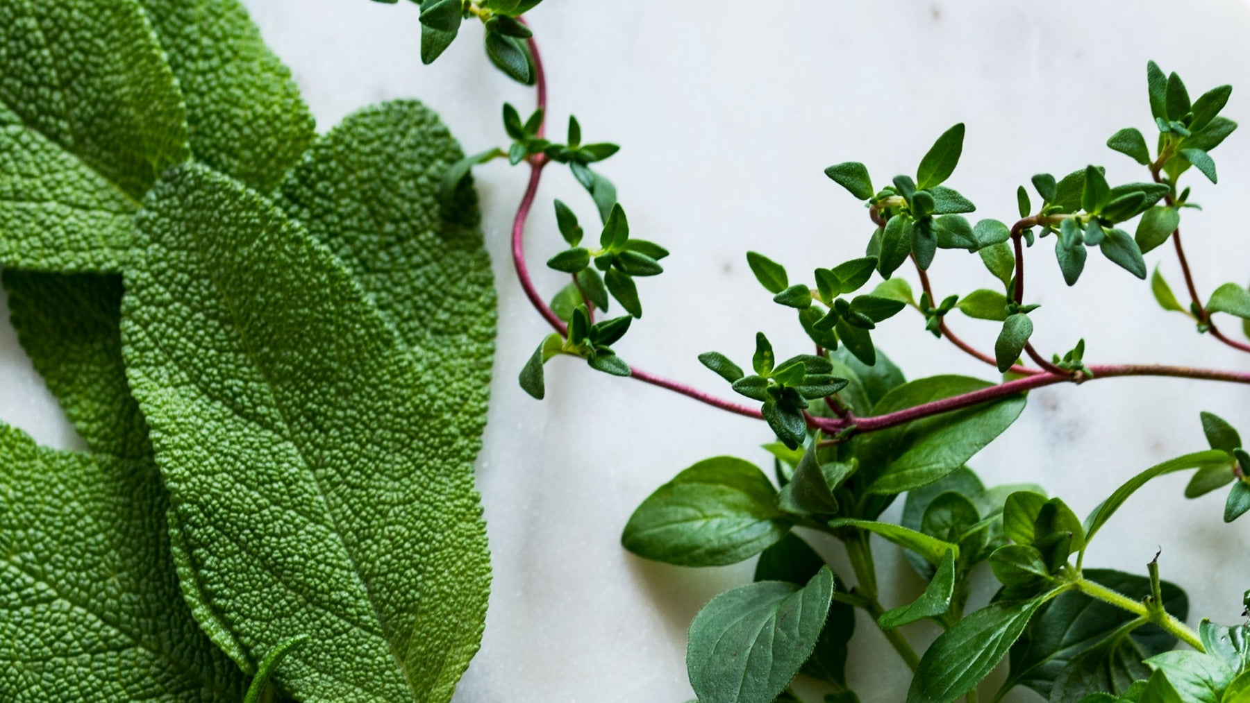 Pflanzenpulver: Kräuter