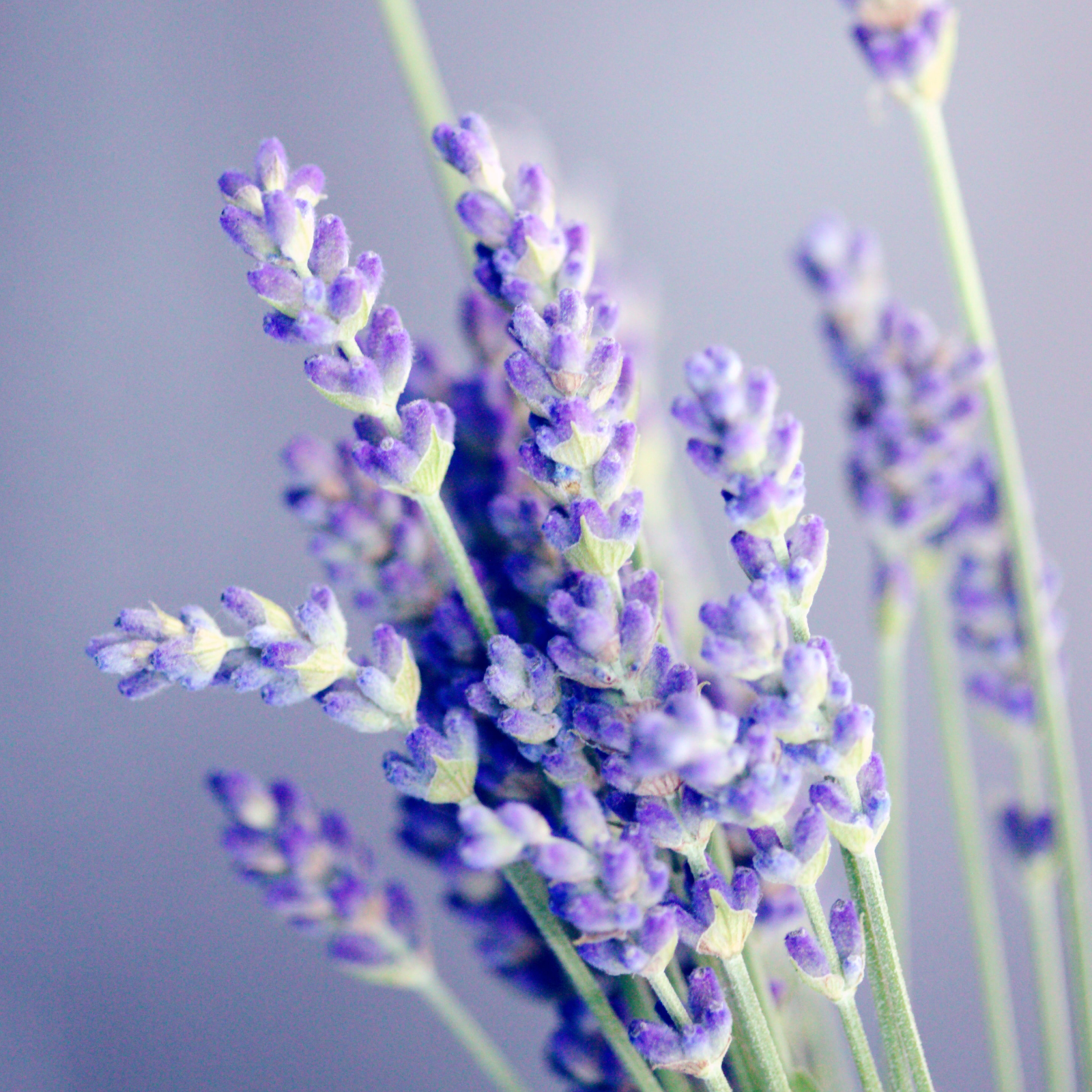 Lavendelblüten ganz Bio (100g)
