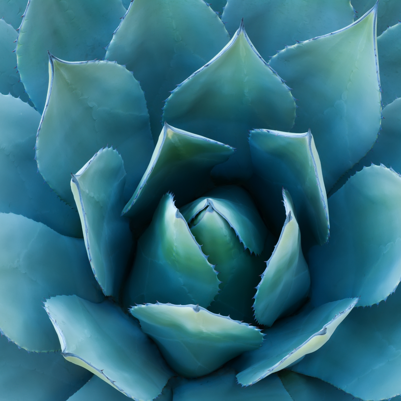 Agaven Inulin Pulver Bio (250g)