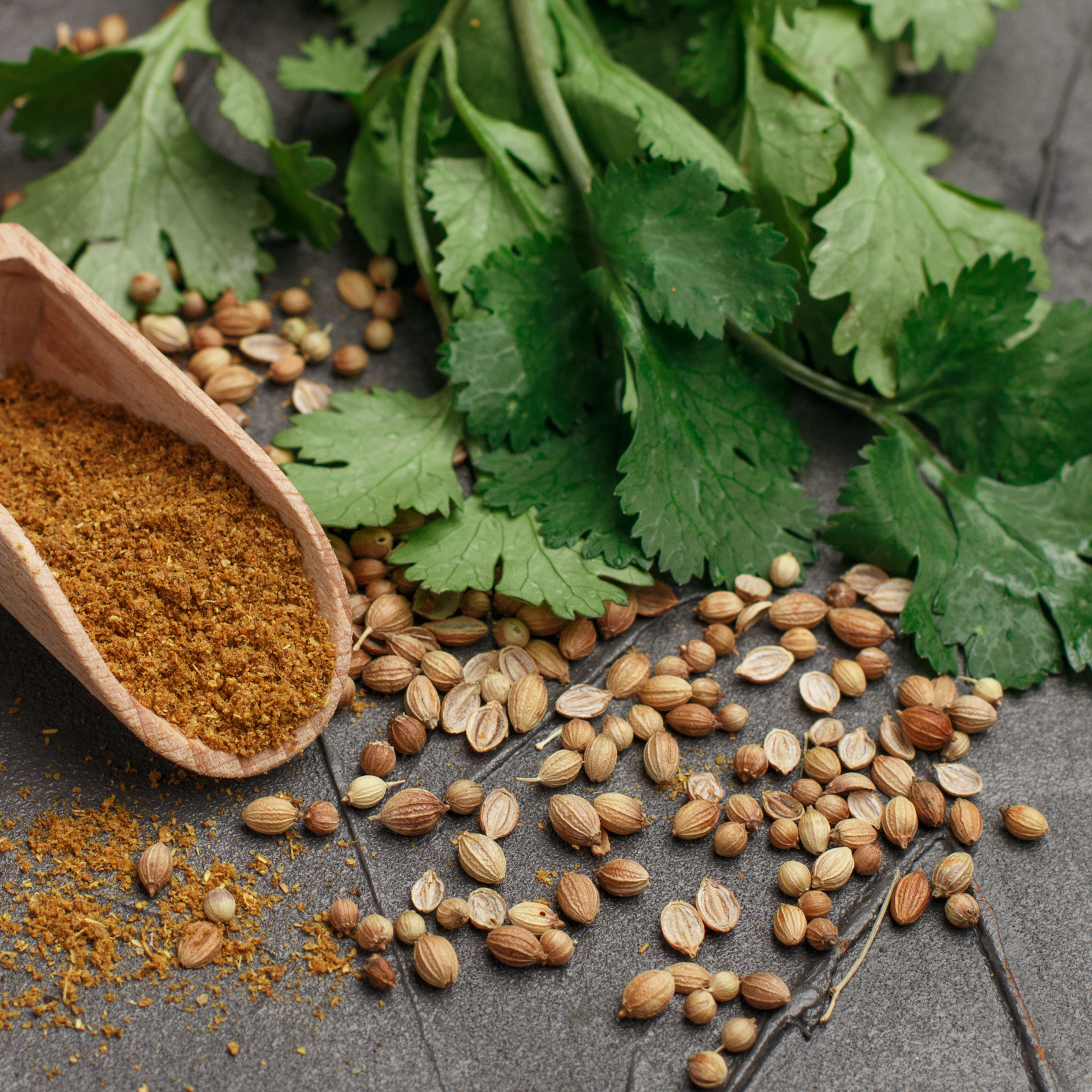 Koriandersaat ganz Bio (500g)