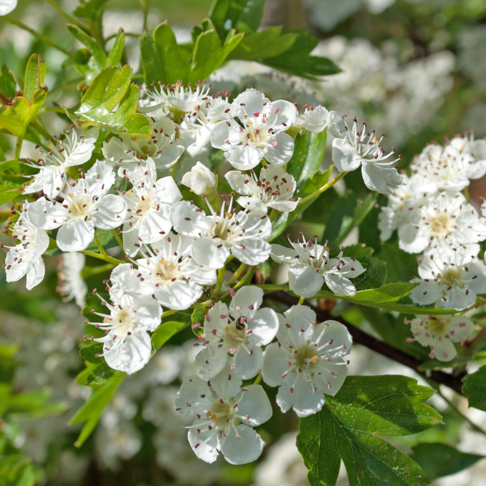 Herz Gefäß Komplex Kapseln mit schwarzem Knoblauch (120 Kapseln)