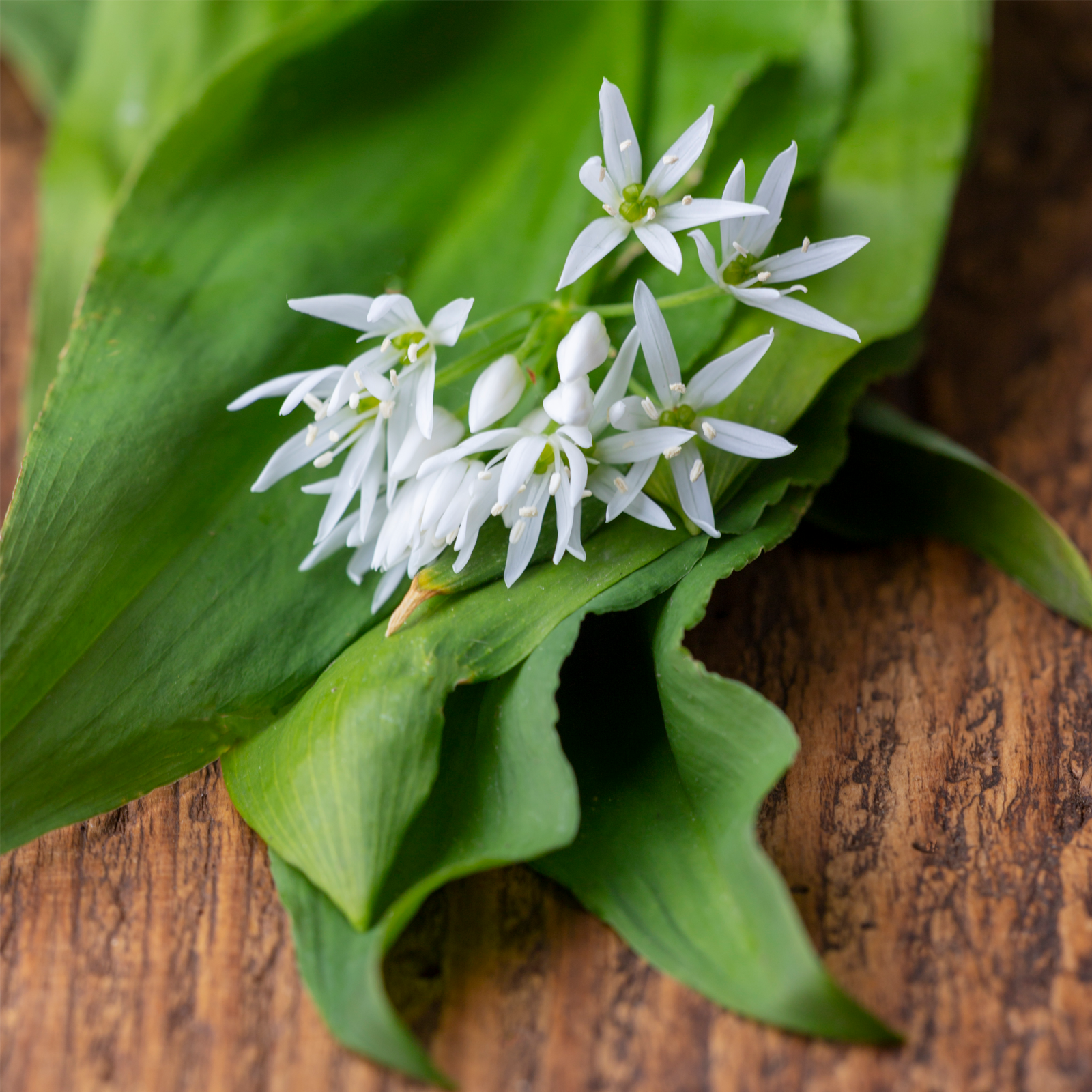 Bärlauchblätter geschnitten Bio (500g)