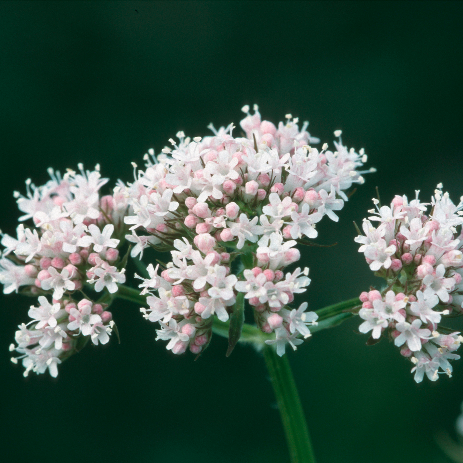 Baldrianwurzel geschnitten (250g)