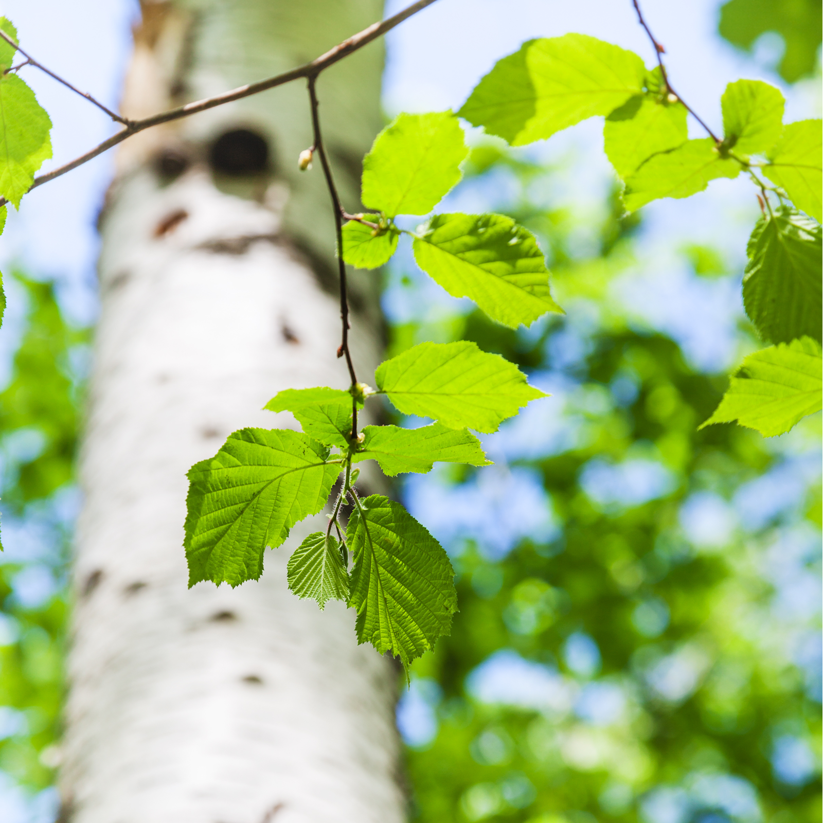 Birkenblätter geschnitten (500g)