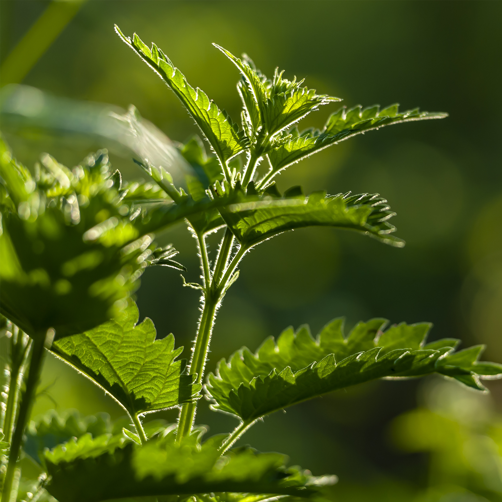 Brennnesselblätter geschnitten (500g)