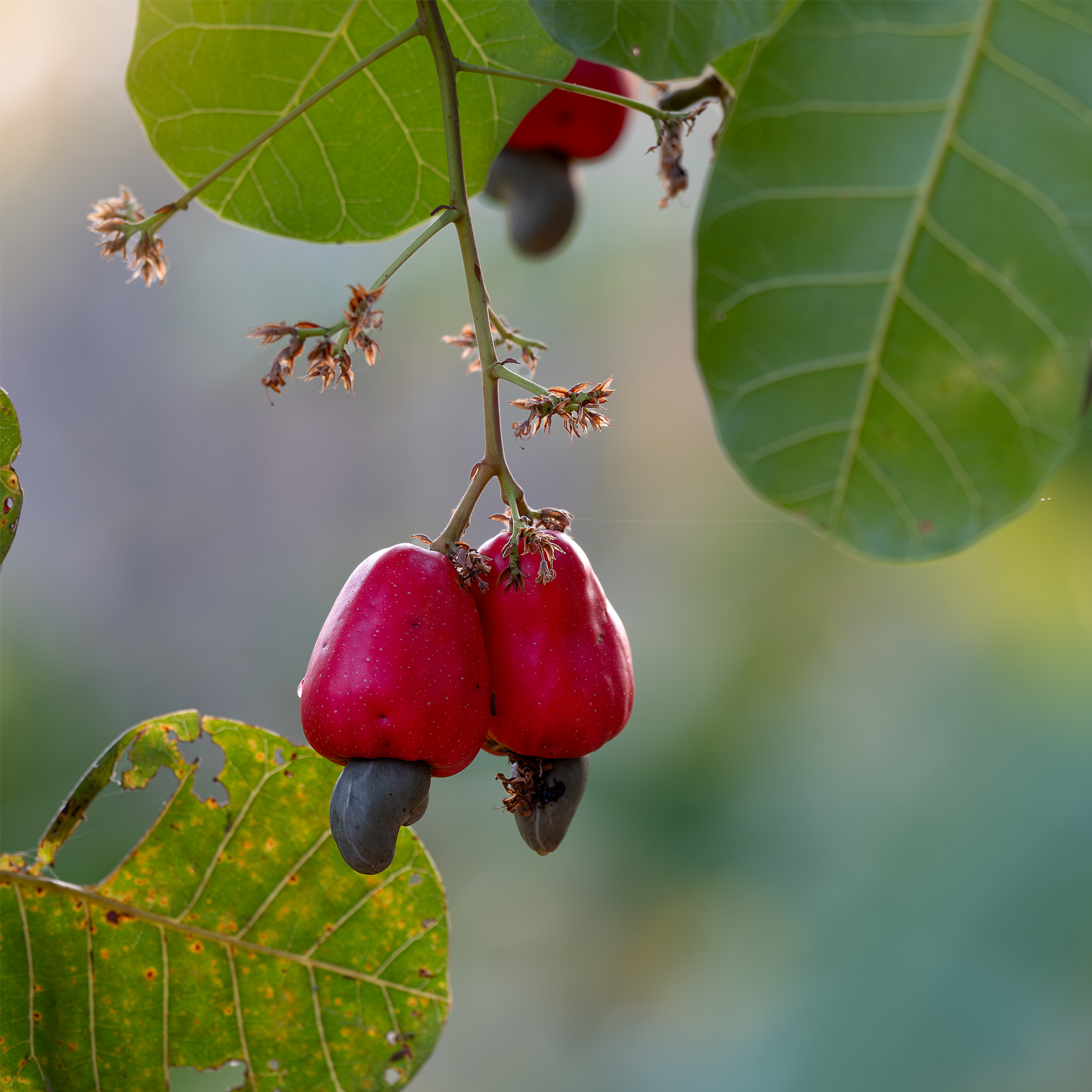 Cashewkerne ganz (250g)