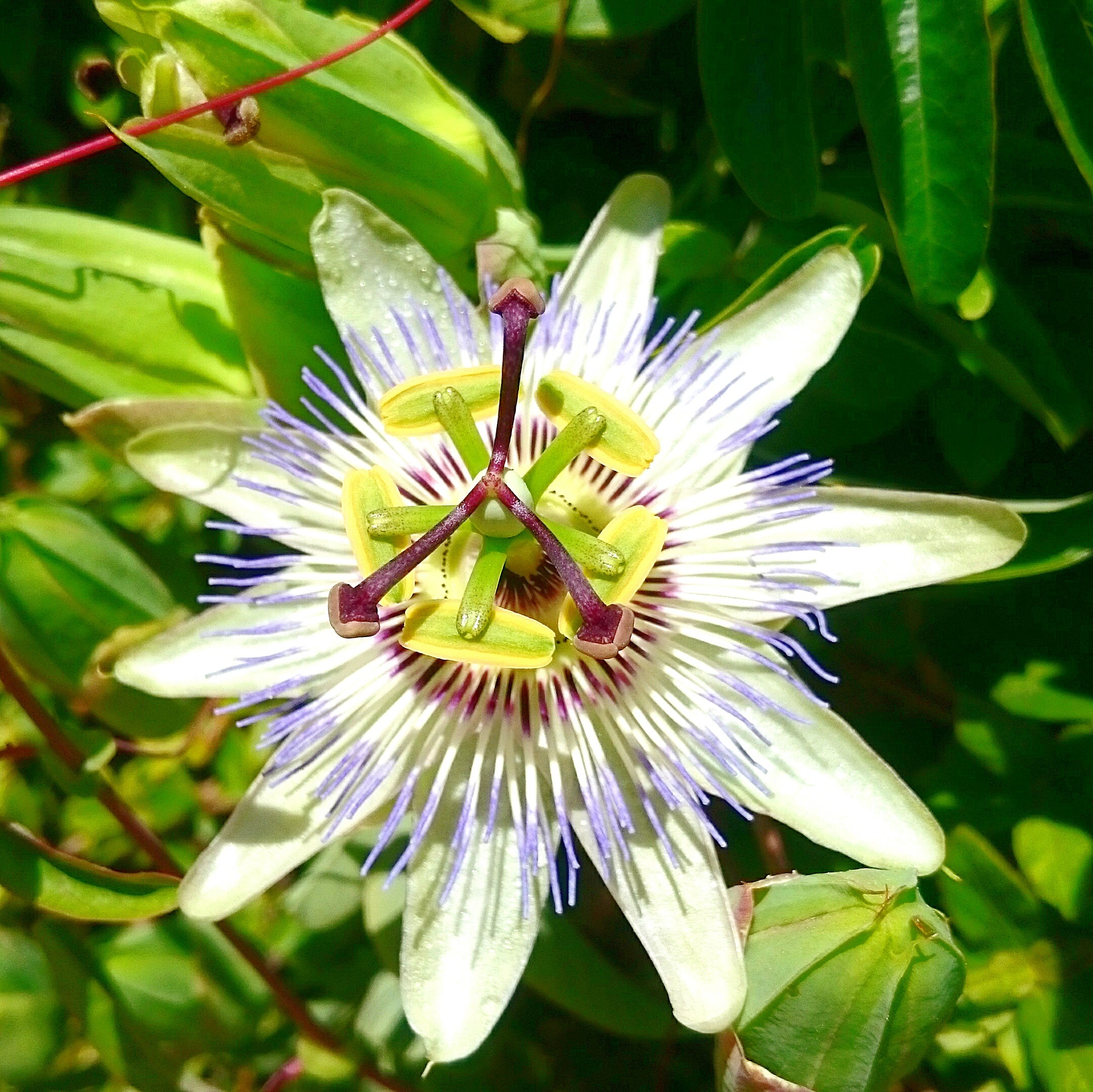 Passionsblumenkraut geschnitten (100g)
