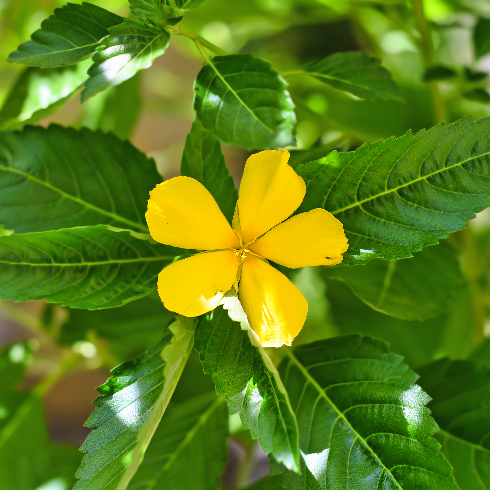 Damianablätter geschnitten (100g)