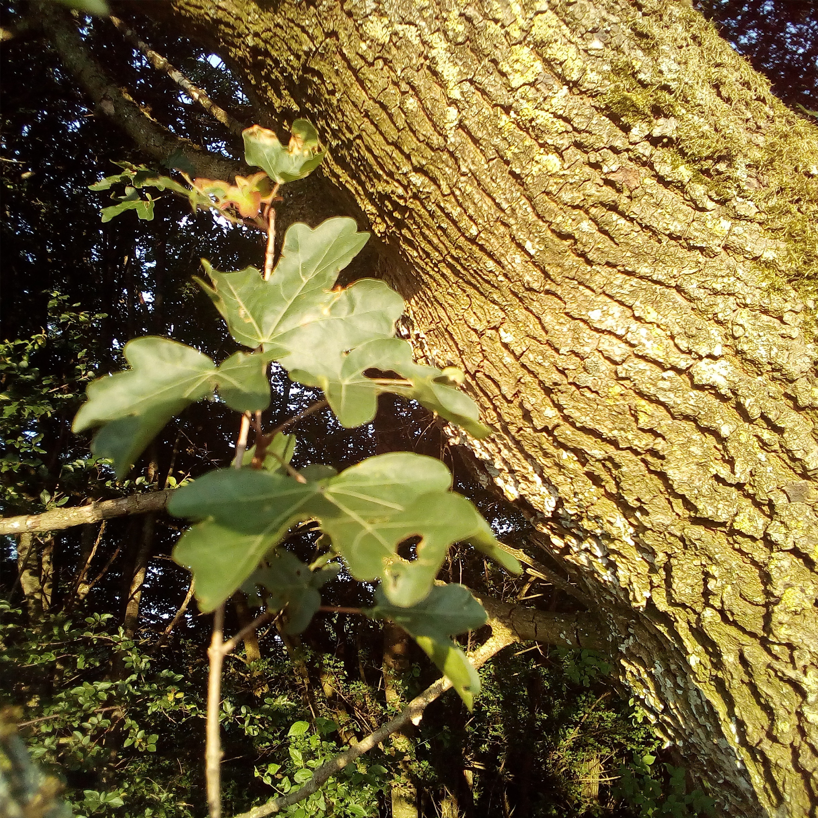 Eichenrinde geschnitten (100g)