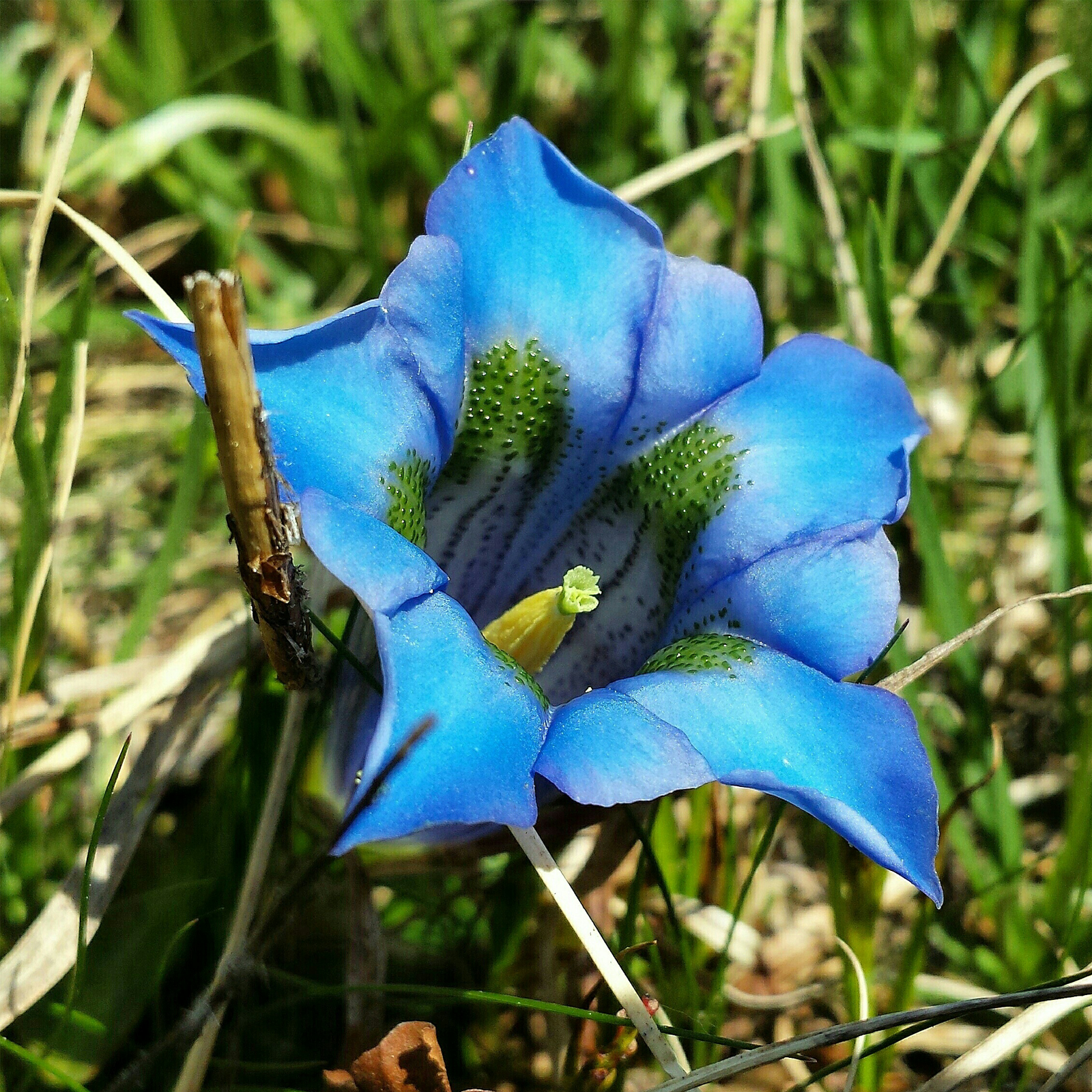 Enzianwurzel geschnitten (500g)