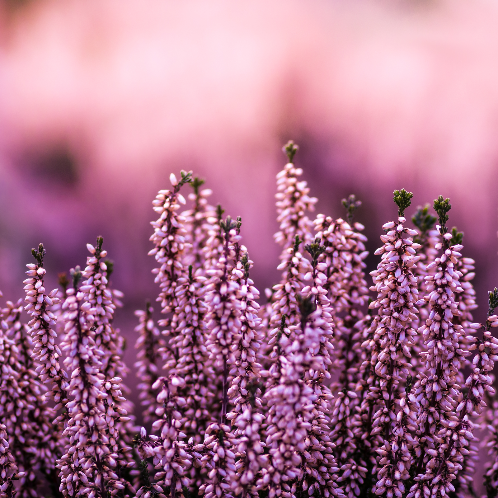 Erikablüten ganz Bio (100g)