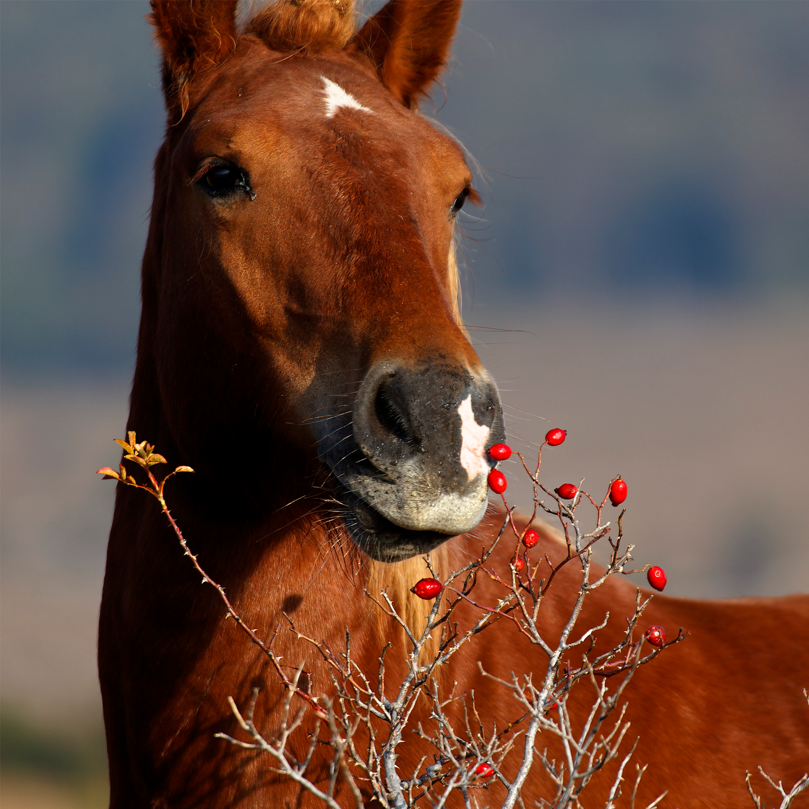 Hagebutten ganz (10kg)