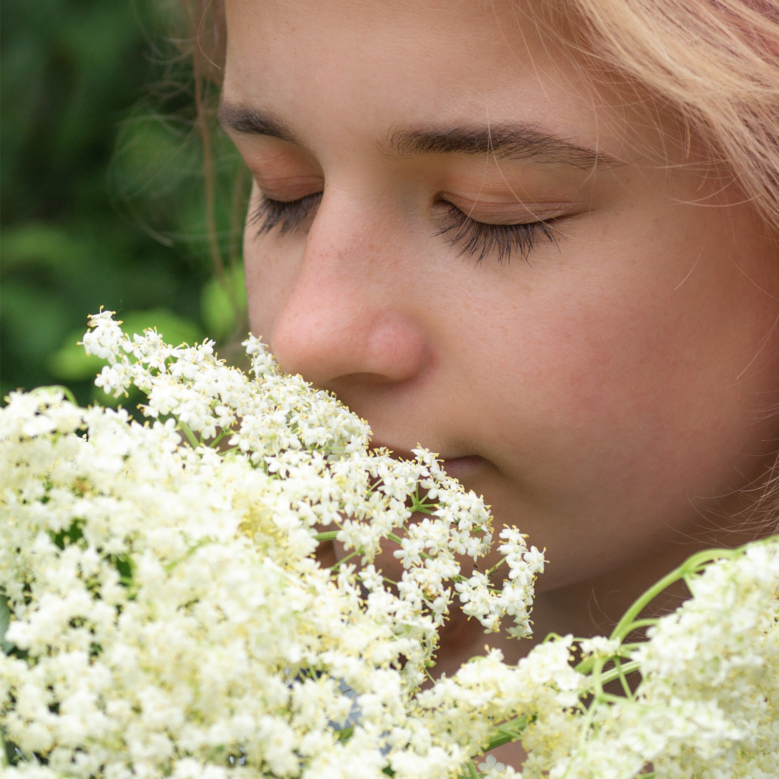 Holunderblüten geschnitten Bio (100g)