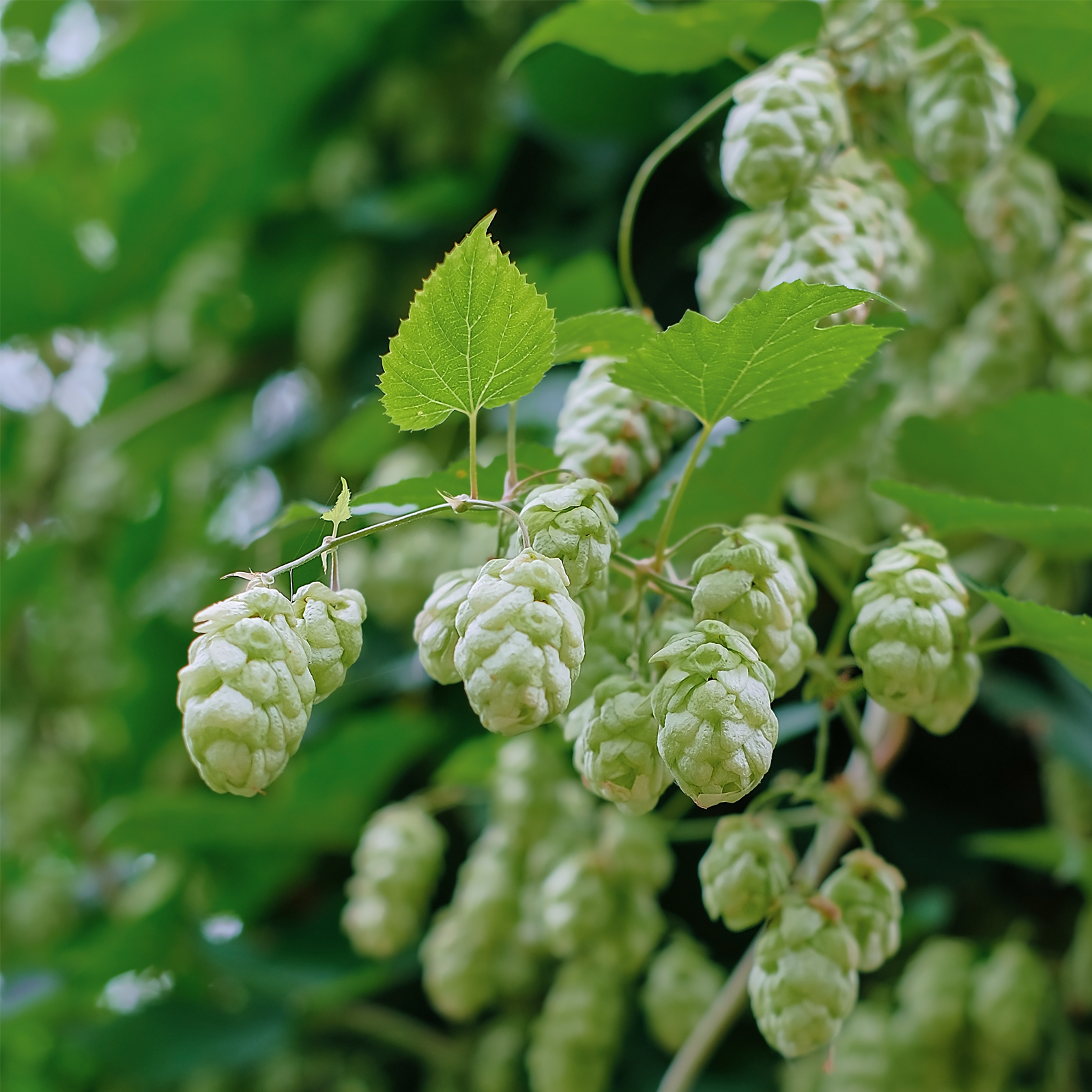 Hopfenblüten geschnitten (100g)
