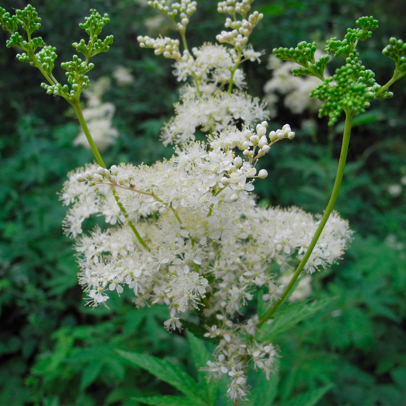 Mädesüßkraut geschnitten (100g)