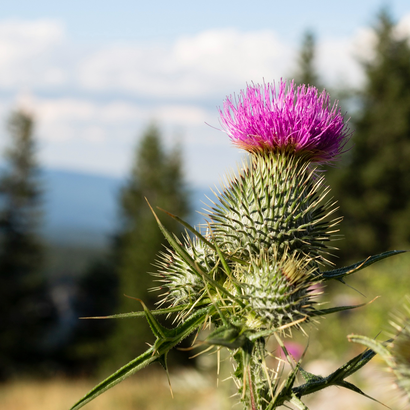 Mariendistelkraut geschnitten Bio (100g)
