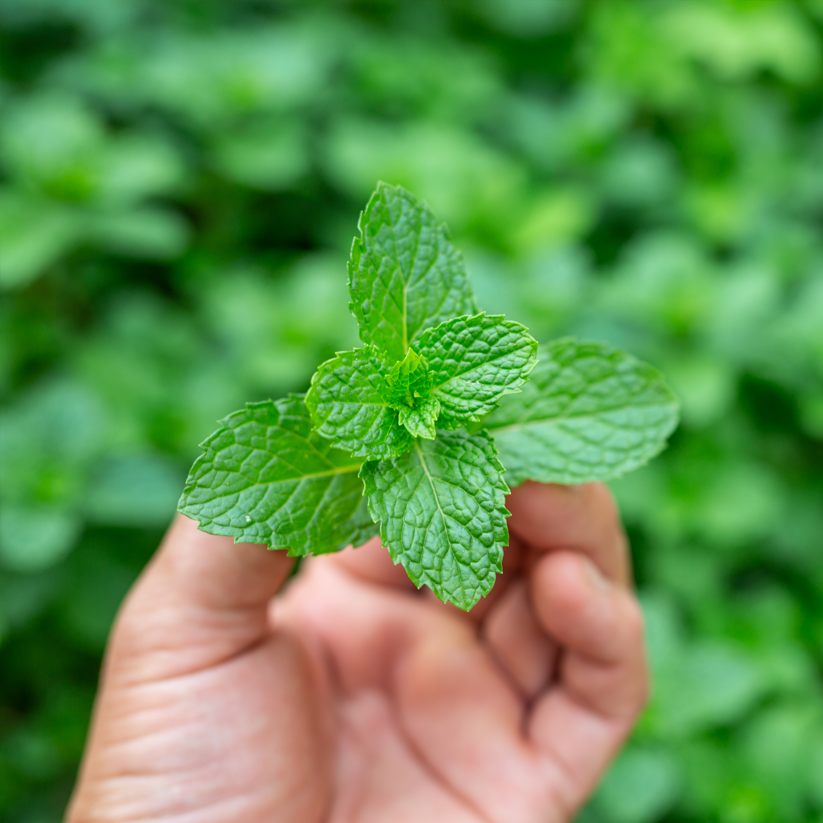 Pfefferminzblätter geschnitten (250g)