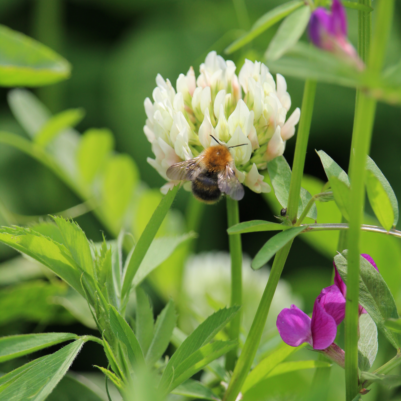 Schabzigerklee gemahlen (100g)