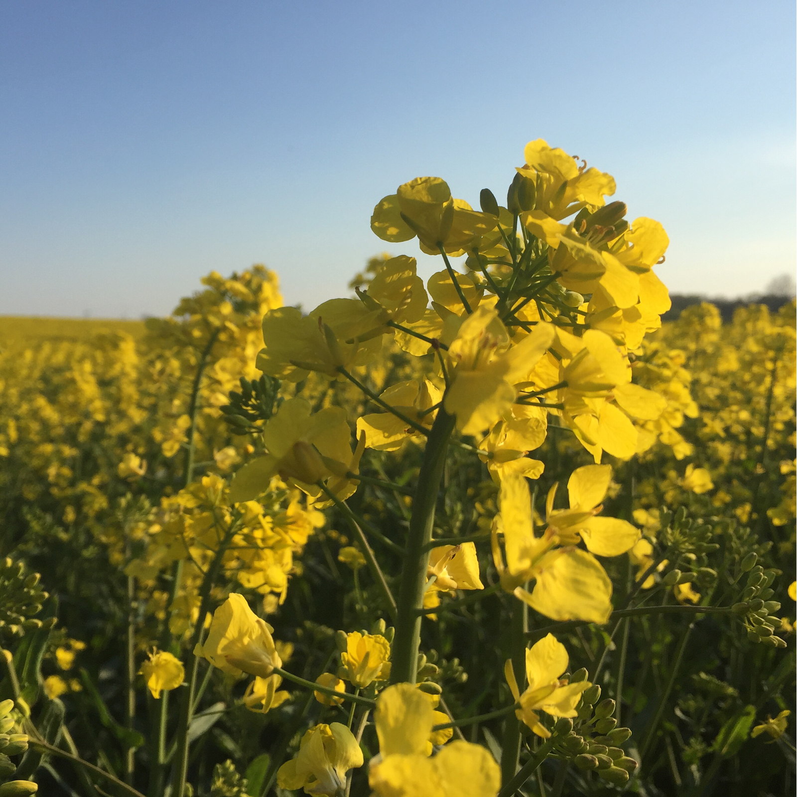 Senfsaat gelb ganz Bio (1000g)